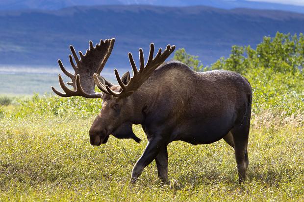 moose vs elk lodge