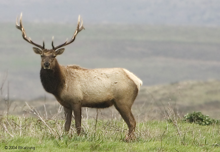 elk-06