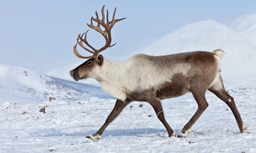 reindeeris5